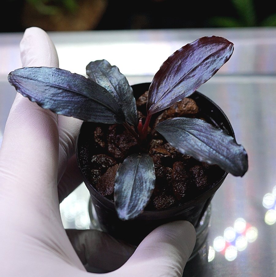 ブルーゲッコーラボ tweet media