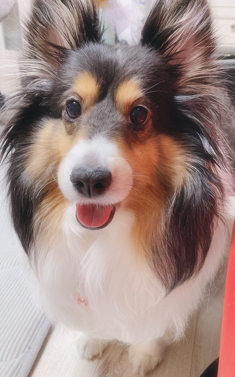 matsumurako's tweet photo. フォロワー‼️‼️マークジェイコブスのカバンに愛犬描いてくれるやつ出来あがったので見て🎵🎵🎵 https://t.co/qyXK3ZUHCY