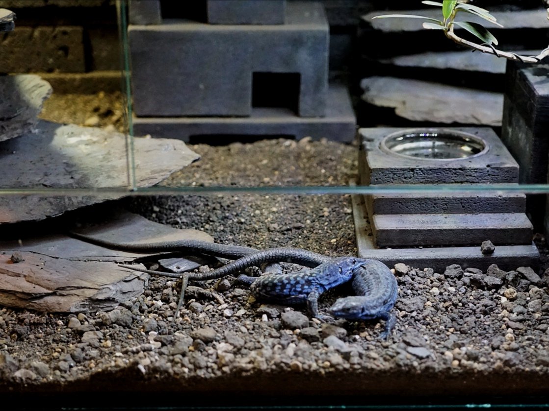 ブルーゲッコーラボ tweet media