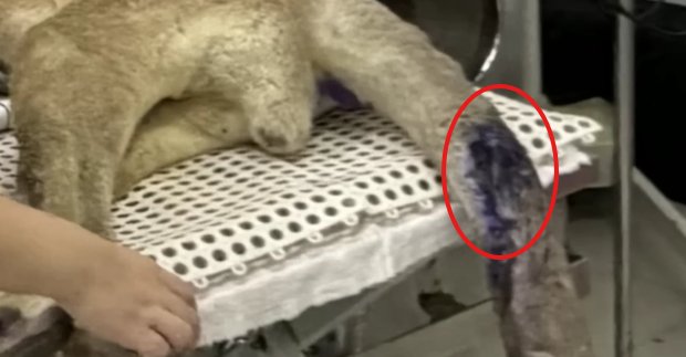 Fotocopias72532's tweet photo. @confidenCHIal @ElGato692p @djvegan__ @WFFThailand La verdad es que haciendo un poco de CSI,veo que tiene menos sentido, lo que dice Paco, 1¿Si le muerde una víbora por que aplican violeta genciana, de esa manera no se verá la necrosis? 2 Resto de heridas parece que corresponde mas a colmillos que a raspones.... Juzguen ustedes.. https://t.co/GbrPs6HOB8
