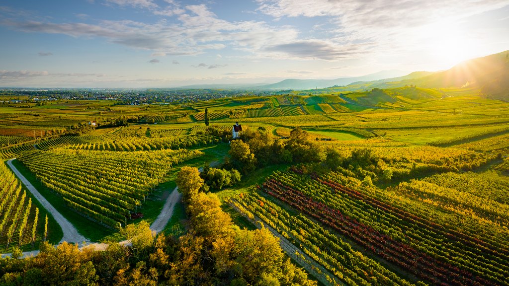 hledamvino's tweet image. Rakouská vína 2025: analýza ročníku – od vlivu počasí až po regionální predikce. 🇦🇹
Pojďme si rozebrat faktory ovlivňující průběh celého vinařského roku a odhadnout, jaká vína nás v lahvích ročníku 2025 čekají.
🍷🥂🍾
hledamvino.cz/rakouska-vina-…
foto: #AustrianWine / WSNA