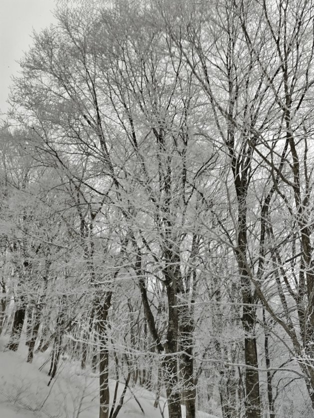 CorgiFireweed's tweet photo. ３月中旬、ふかふかの雪の上を滑ってきた〜！
氷の芸術も美しいです。
そろそろ見納めかな？

Liftに乗ってる間は、雪と風🌬️寒くて固まってしまいそうだけど、、、辞められない！ https://t.co/bFAu9f2ln1