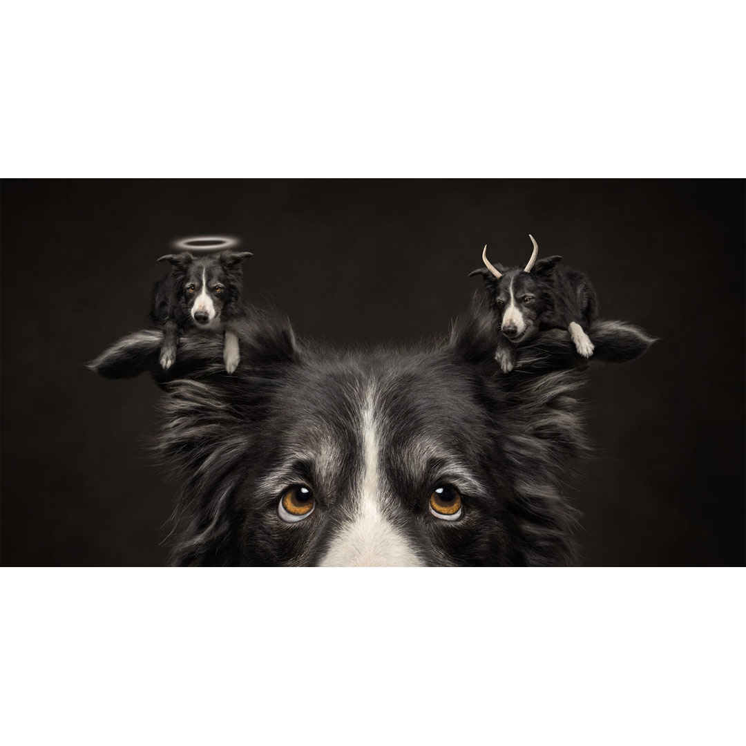 The Society of Photographers 📷 tweet media