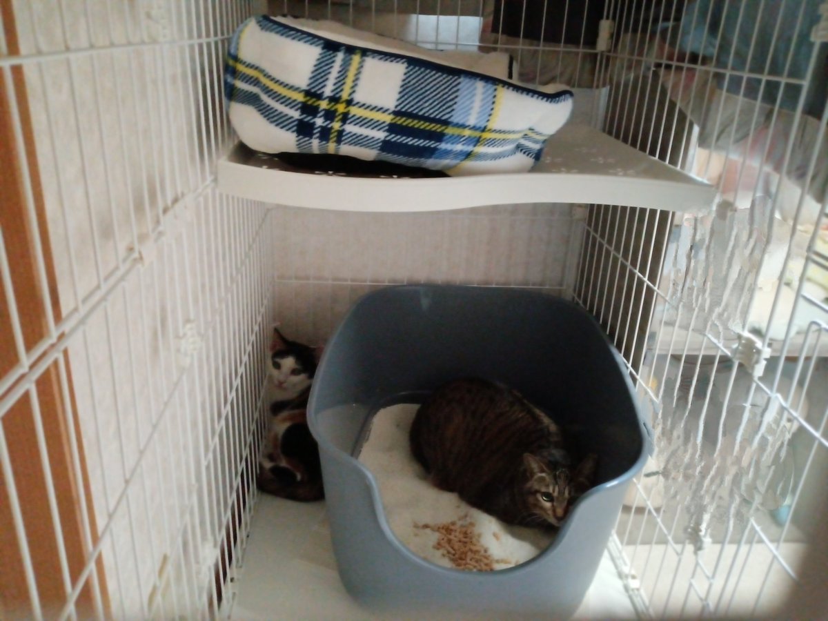今日の朝😺焦らずいこう

狭い部屋なので暖房の調節が難しい💦