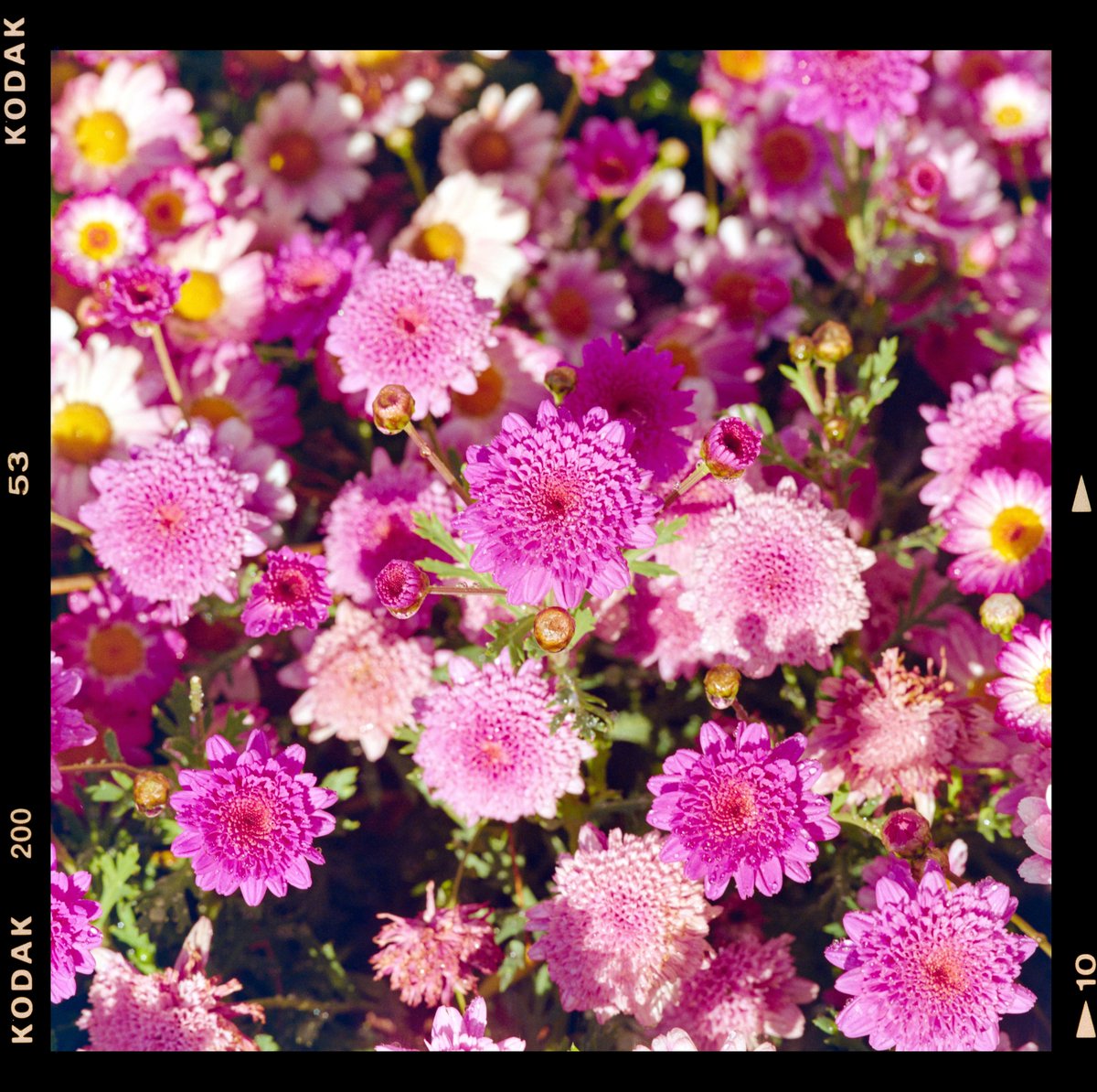 Hasselblad tweet media