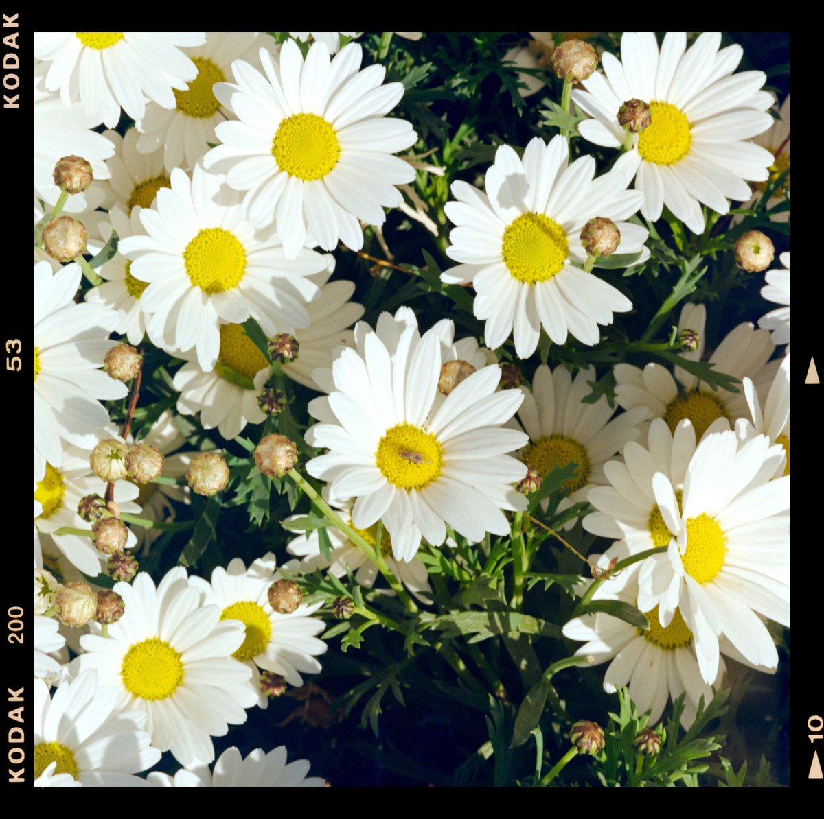 Hasselblad tweet media