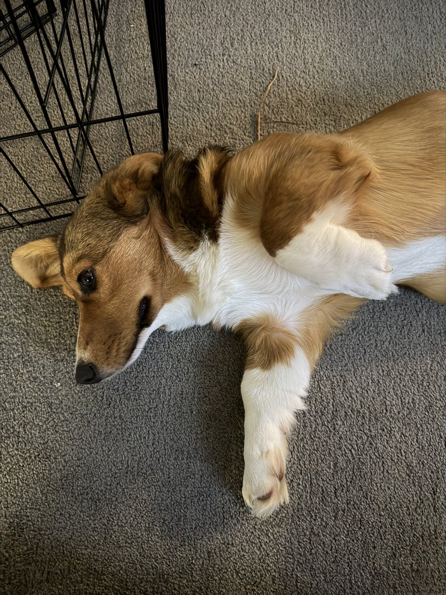 Dusty Pee tweet media