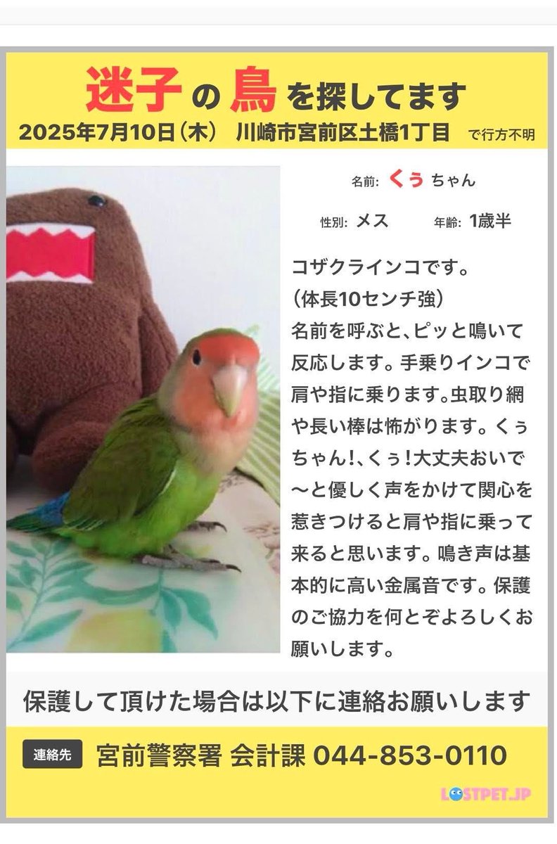 迷子のコザクラインコくぅちゃん tweet media