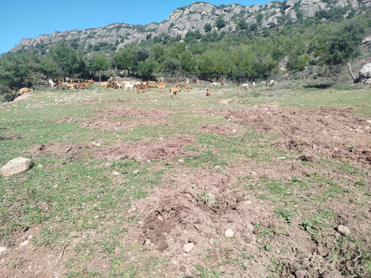 Gos tancat, delecte del senglar!