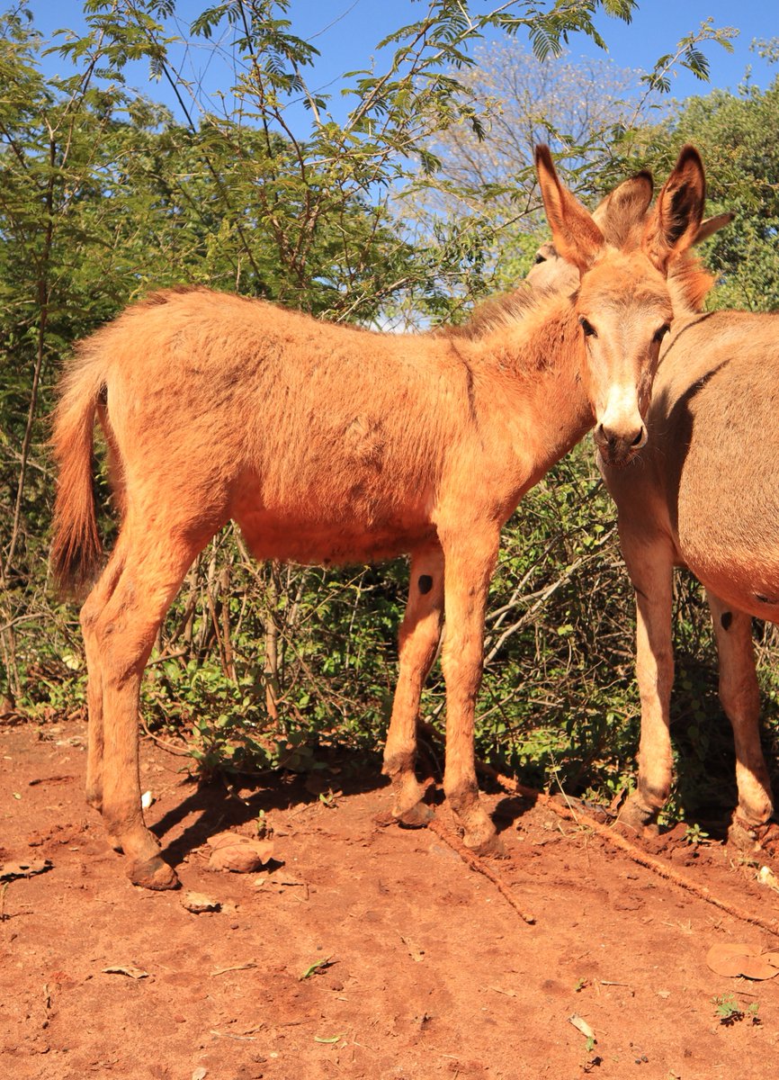 KenyaInades's tweet photo. Every strong donkey once began like this. #HappyFoalFriday
@TheBrooke https://t.co/HxWMtdVg3l
