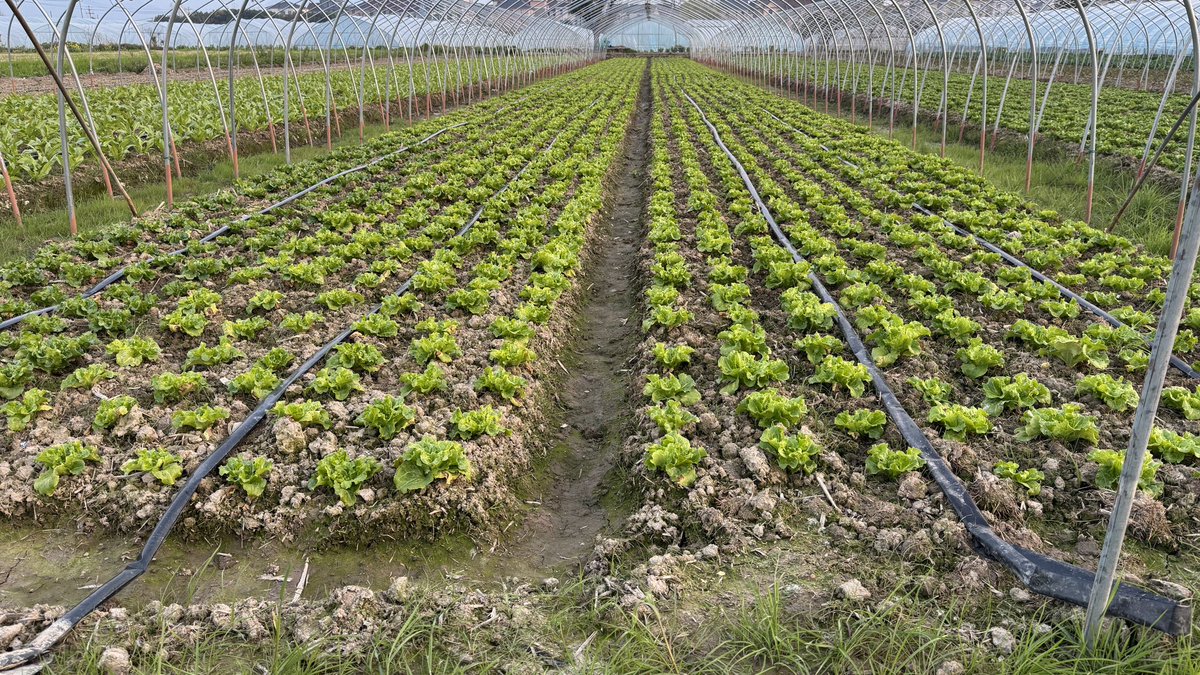 树上的花🌸开了，地上的菜也发芽了！经济下行，回农村种地也挺好，采菊东篱下，悠然见南山