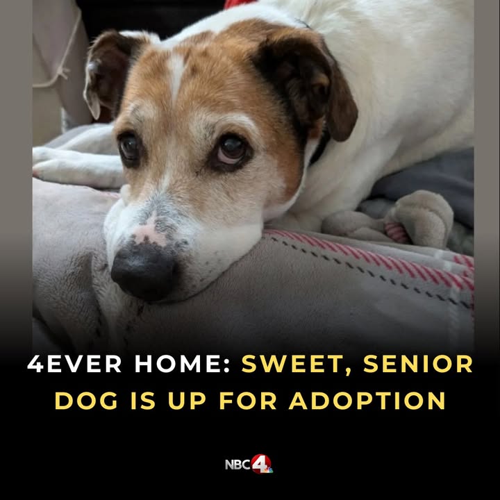 NBC4 Columbus tweet media