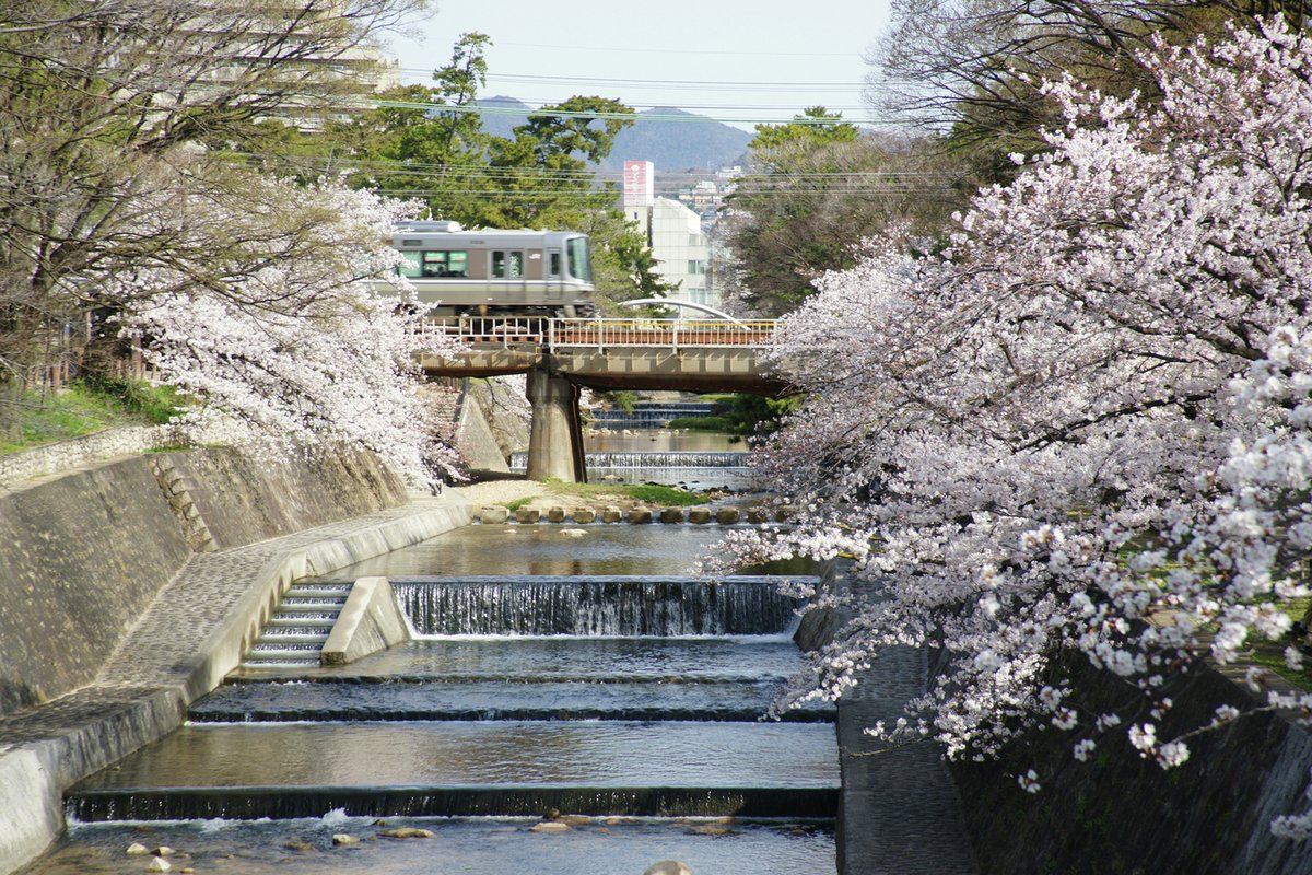 hansui_official's tweet photo. 夙川の春 — 西宮の桜と川辺の風景🌸
夙川の桜並木は香櫨園浜から北へ約4km続き、日本さくら名所百選。
満開の下でのお花見は春の風物詩です🍱 
桜の後も鯉のぼりが泳ぎ一年中憩える場所🎏
川辺と桜は切り離せない春の風景。暖かい陽気のもと、ぜひお出かけください🚶‍♀️

#阪神水道企業団 #はんすい https://t.co/vIYJbEBgKK