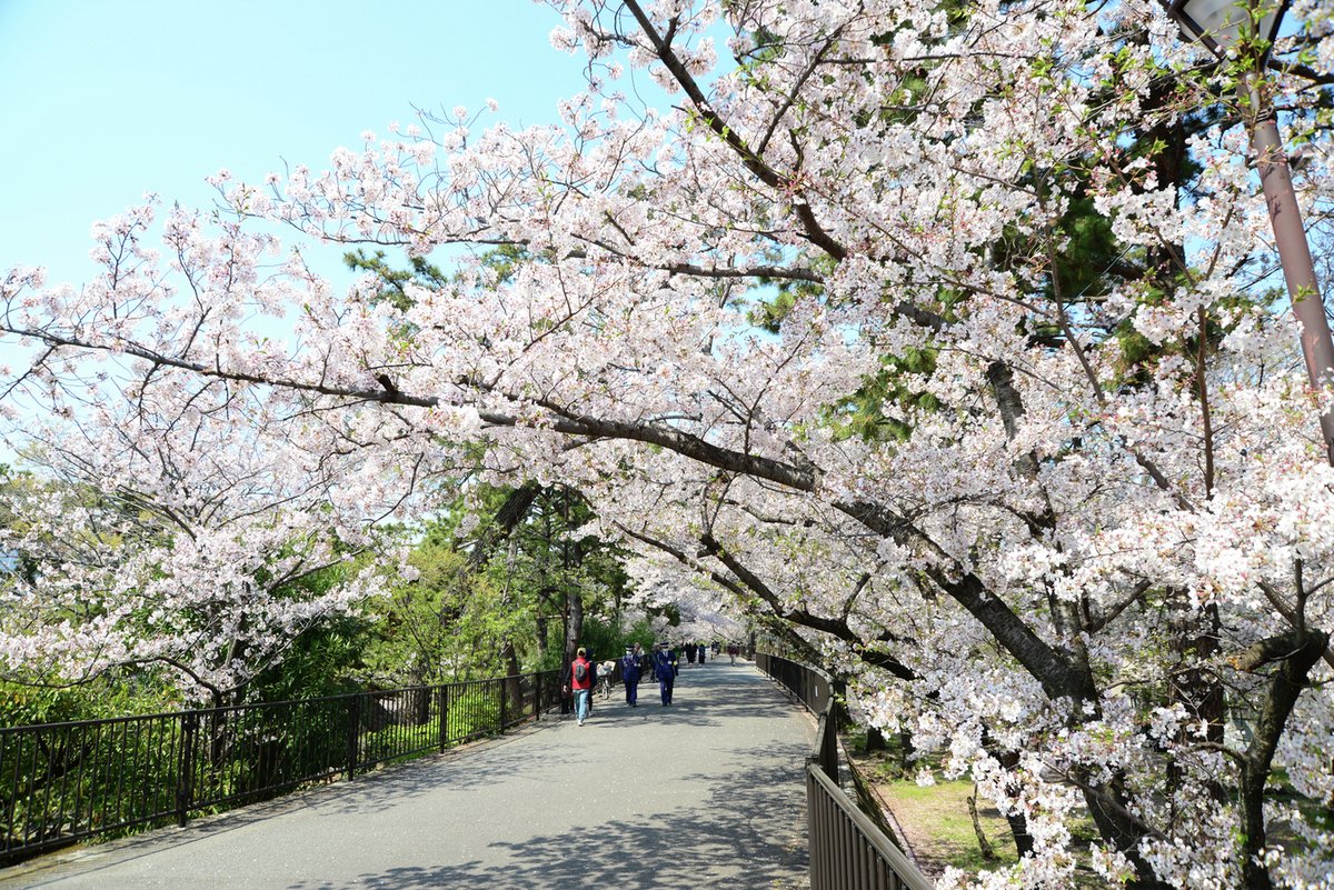 hansui_official's tweet photo. 夙川の春 — 西宮の桜と川辺の風景🌸
夙川の桜並木は香櫨園浜から北へ約4km続き、日本さくら名所百選。
満開の下でのお花見は春の風物詩です🍱 
桜の後も鯉のぼりが泳ぎ一年中憩える場所🎏
川辺と桜は切り離せない春の風景。暖かい陽気のもと、ぜひお出かけください🚶‍♀️

#阪神水道企業団 #はんすい https://t.co/vIYJbEBgKK