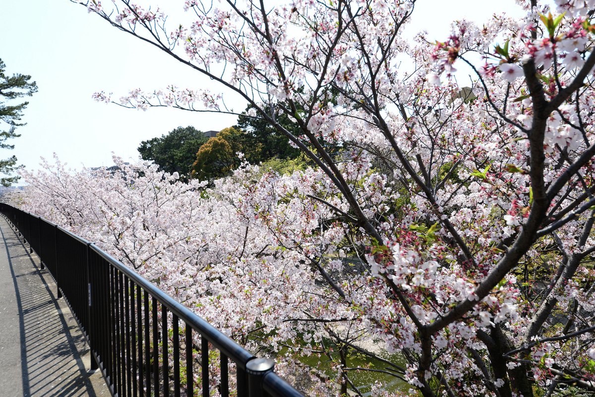 hansui_official's tweet photo. 夙川の春 — 西宮の桜と川辺の風景🌸
夙川の桜並木は香櫨園浜から北へ約4km続き、日本さくら名所百選。
満開の下でのお花見は春の風物詩です🍱 
桜の後も鯉のぼりが泳ぎ一年中憩える場所🎏
川辺と桜は切り離せない春の風景。暖かい陽気のもと、ぜひお出かけください🚶‍♀️

#阪神水道企業団 #はんすい https://t.co/vIYJbEBgKK