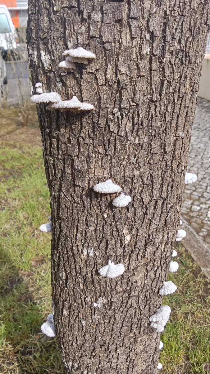 alentejo_1970's tweet image. #details #nature