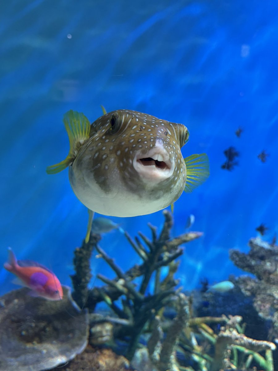 nelnel528's tweet photo. フグみたいな丸っ��い魚が好きだな〜ϵ( 'Θ' )϶
しながわ水族館、満喫しました！ https://t.co/0UPBn3ZmBi