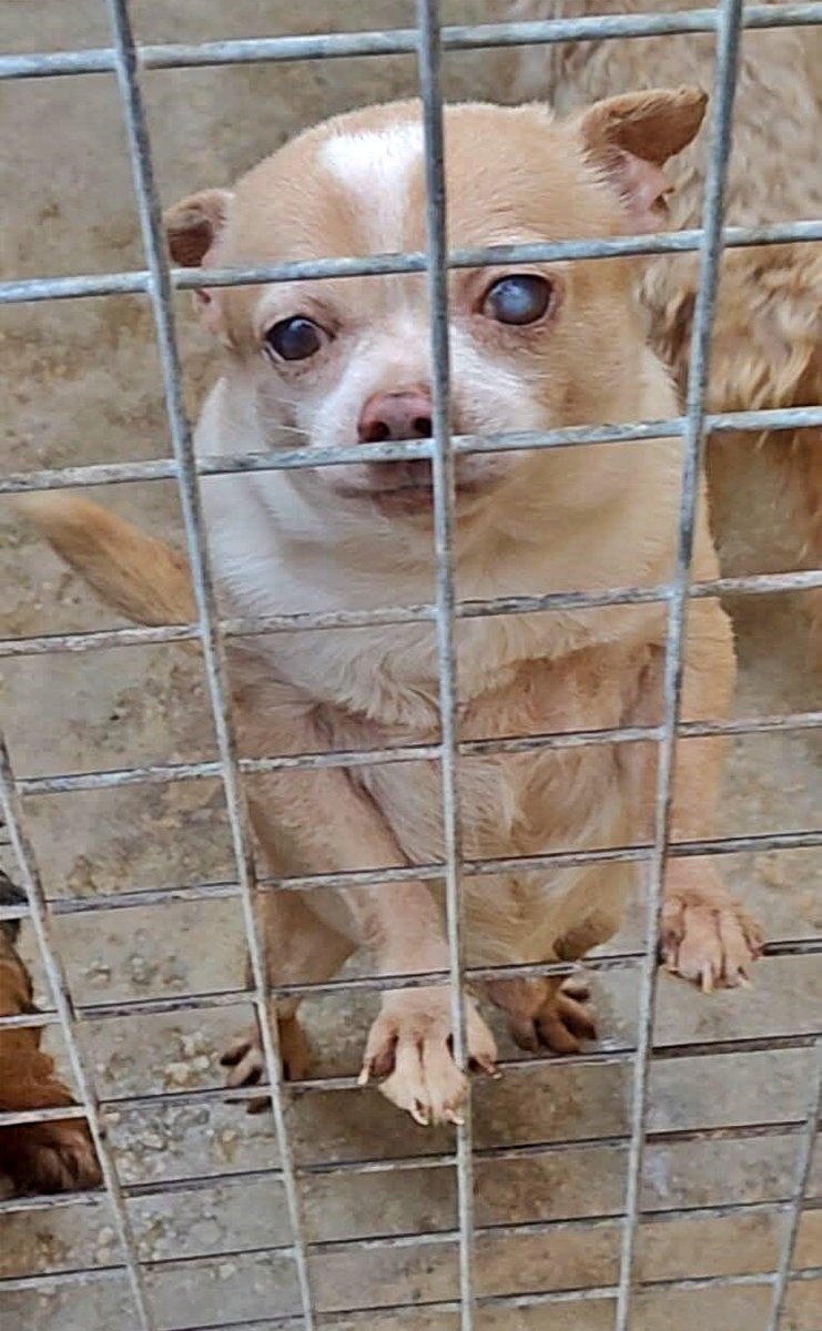 #MÁLAGA
Este dulce chiquitín es muy mayor. Necesita un buen hogar donde ser querido y cuidado.

Tiene muy buen carácter y es sociable con otros perretes.

¿Quieres adoptarlo?

Hay que venir a recogerlo.
Contacto: Solo WhatsApp 633 25 56 36