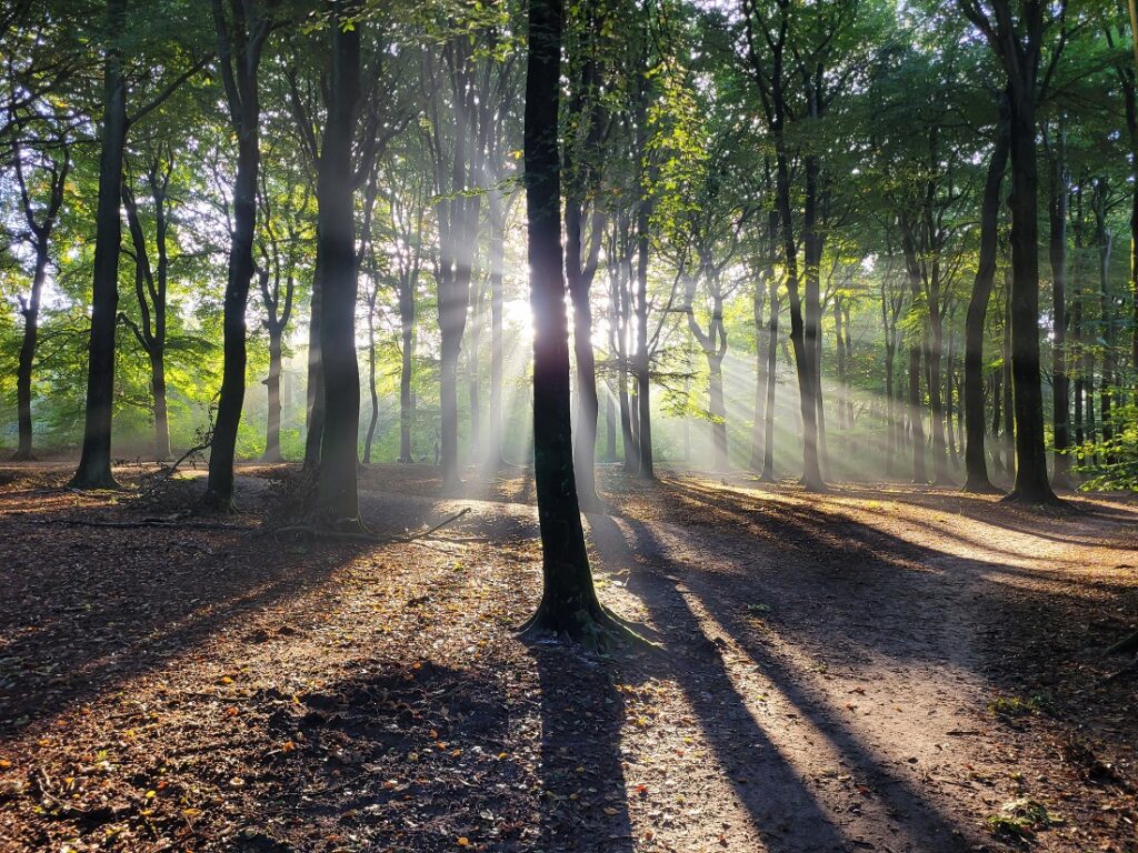 ededorp_ tweet media