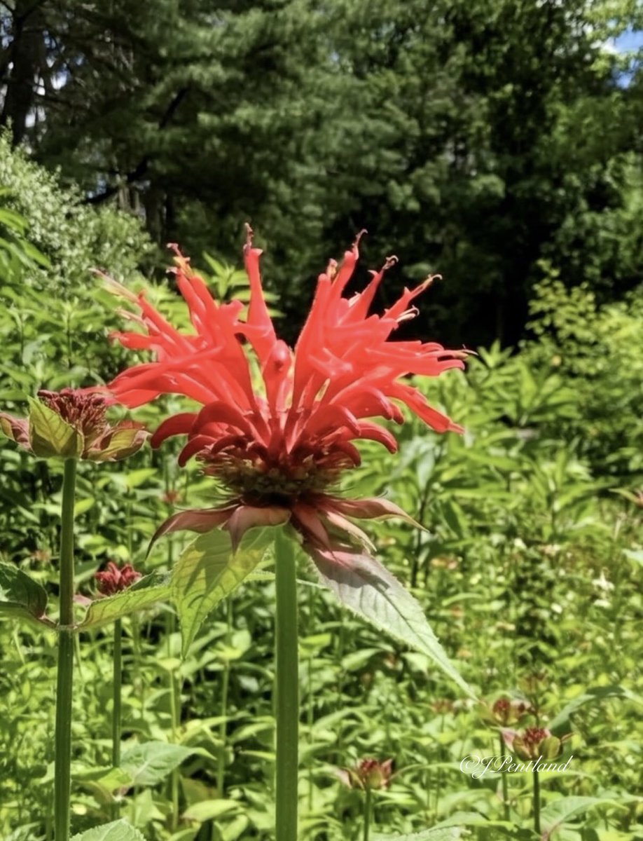 Jennifer tweet media