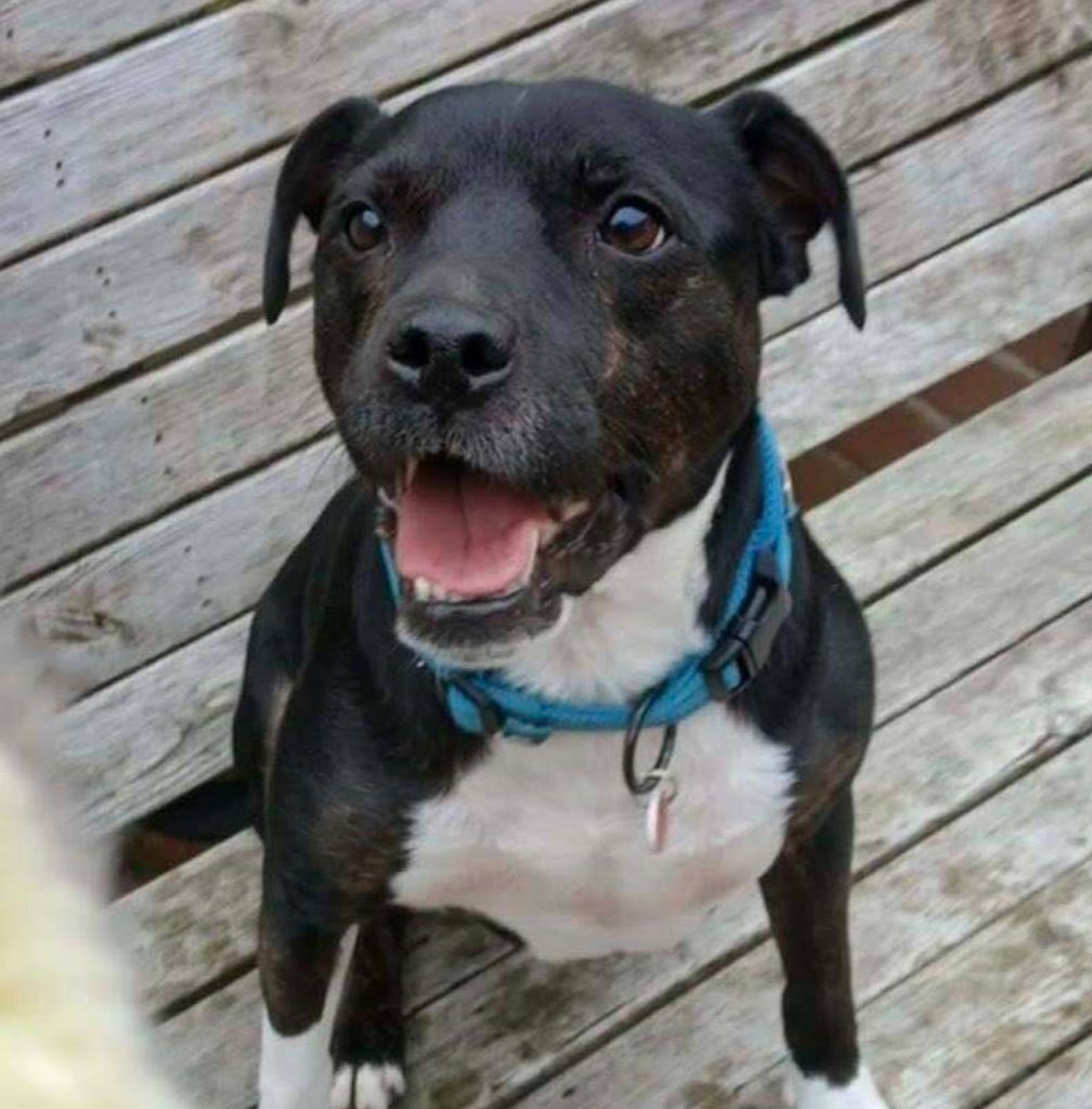 #Fridaythe13th
Plz RT and help super duper handsome boy #Trevor find a fantastic forever home
#TeamZay 
<a href="/SeniorStaffy/">Senior Staffy Club Dog Rescue</a>
