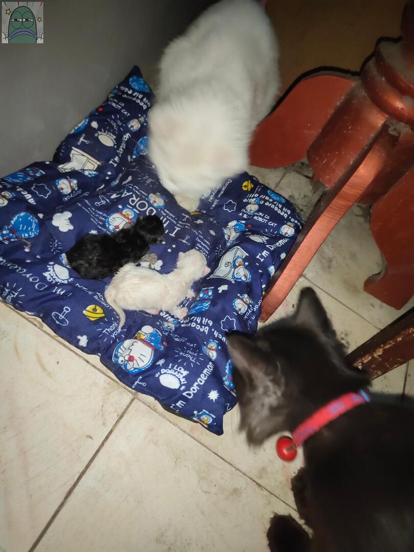 💚 kucing ku hari ini lahiran, anak nya cuma 2 mana clonning an emak bapak nya lagii. emaknya yg putih wkwk lucu bngttt🤏🏽😭