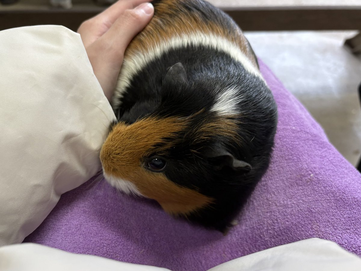 ぷち🐹🐭 tweet media