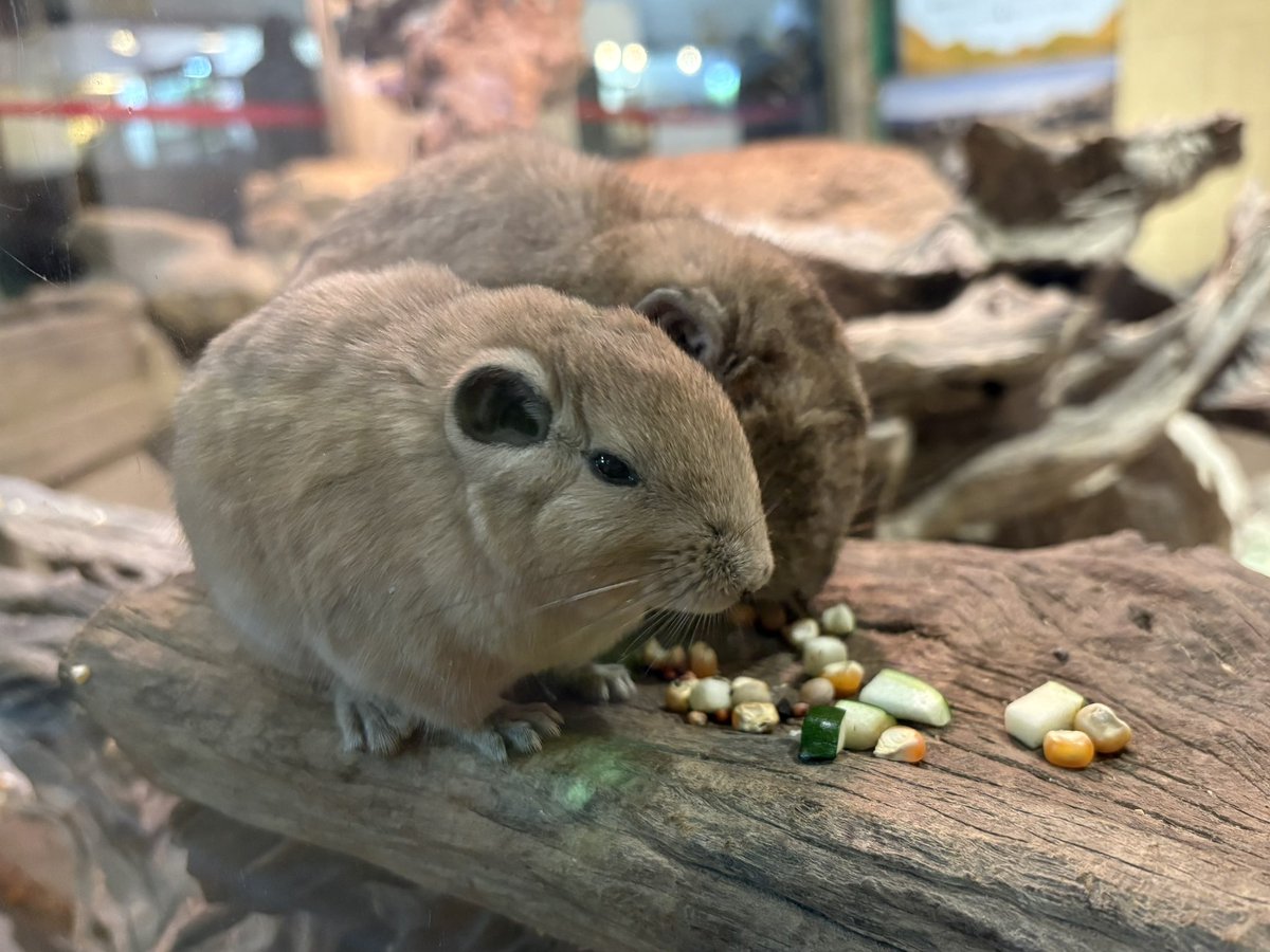 ぷち🐹🐭 tweet media