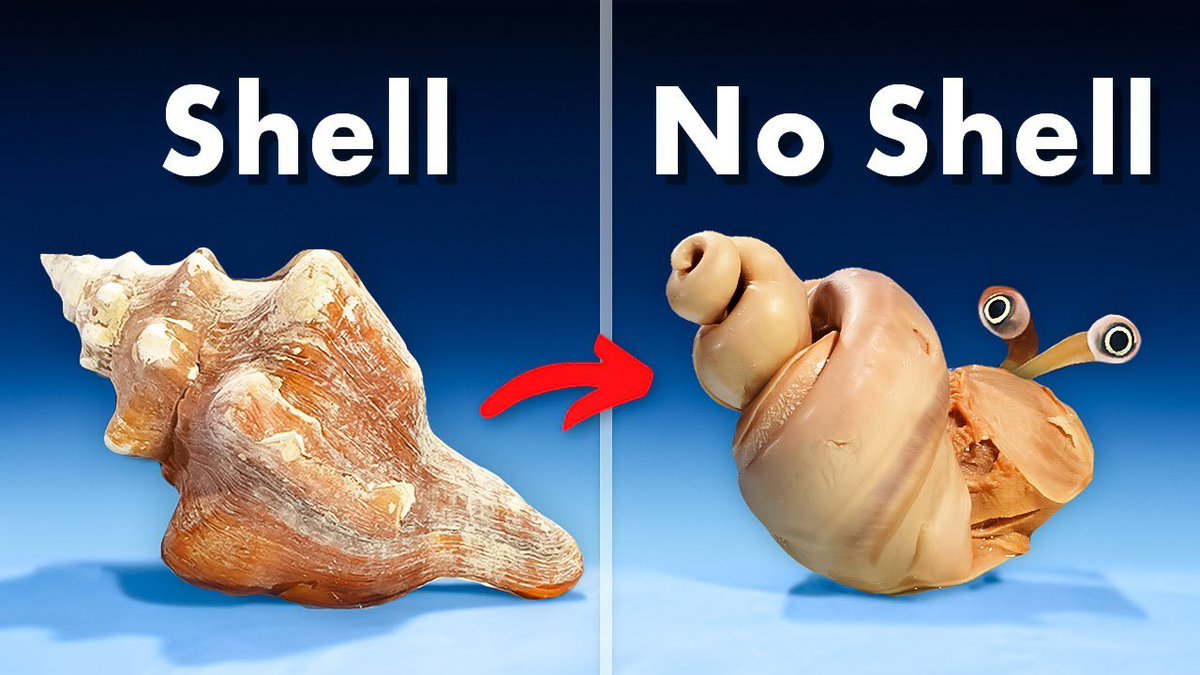Sea Grows Like Shell Did you know a conch is not just a shell? It’s actually a living sea ...