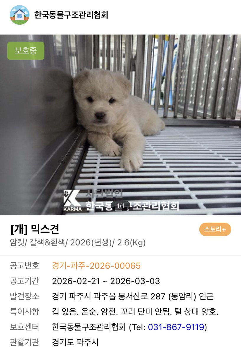 ‼️(RT)아기 믹스견 임보/입양처 찾습니다‼️

같이 있던 동배 아기들 세 마리는 전부 입양가고 이 아이만 혼자 남았어요.

오늘 오전 안락사 확정이었는데 아직 시행하지 않은 것으로 보입니다. 한시가 급한 상황이고 칼안락사 실시하는 곳이라서 언제 떠날지 몰라요.

입양하시려는 분 계시면 바로