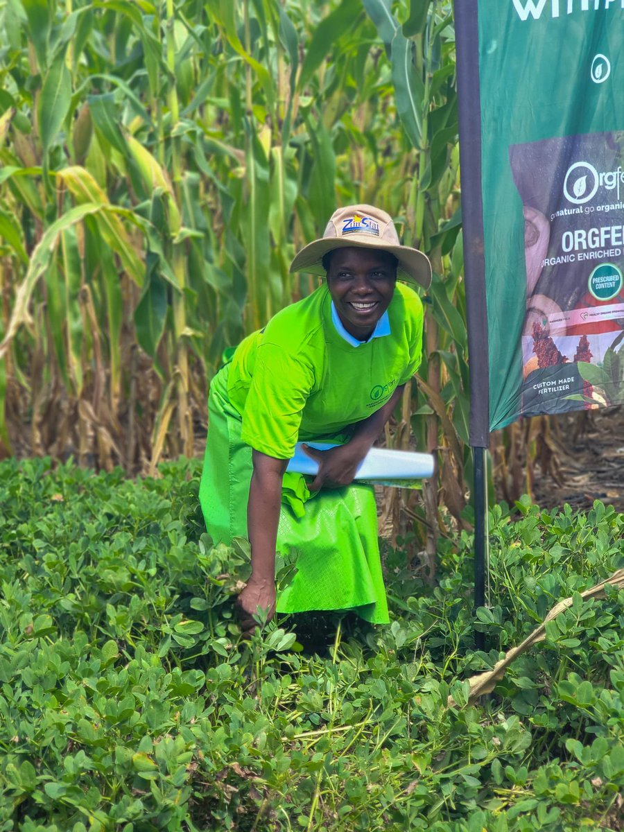 Orgfert1's tweet photo. Women Power!!

From humble beginnings to Pfumvudza champion farmers, we celebrate the hardworking women of Kurongeka Inputs Club, Juru.

#WomensMonth
#kohwazvinodadisa 
#harvestwithpride 

0785672500 https://t.co/4QYvu9G1vE