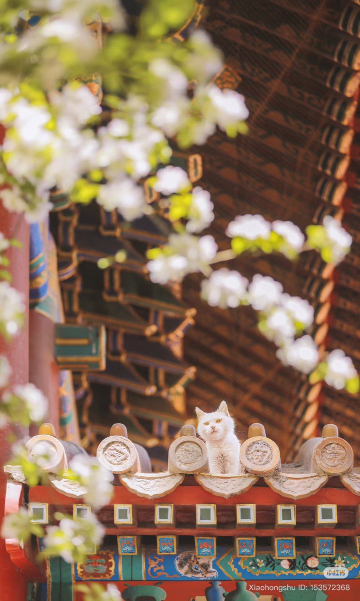 สำหรับคนที่ไปวังต้องห้ามแล้วไม่เจอน้องแมวไม่ต้องเสียใจนะคะ ต้องตามล่านิดนึง🤣 คนจีนมีทำแผนที่ไว้ด้วยค่ะ น้องๆมักออกมาอาบแดดช่วงบ่าย 2 ถึง 4 โมงเย็น ชุกชุมสุดที่สวนอวี้ฮวา (御花园)

ให้เฃแมวเลียได้ มีขายด้วยค่ะในวัง(บอกแล้วนี่ปท.ทุนนิยม😅) แต่งดให้อาหารคน ถ้าจนท.เจอจะโดนนะคะ