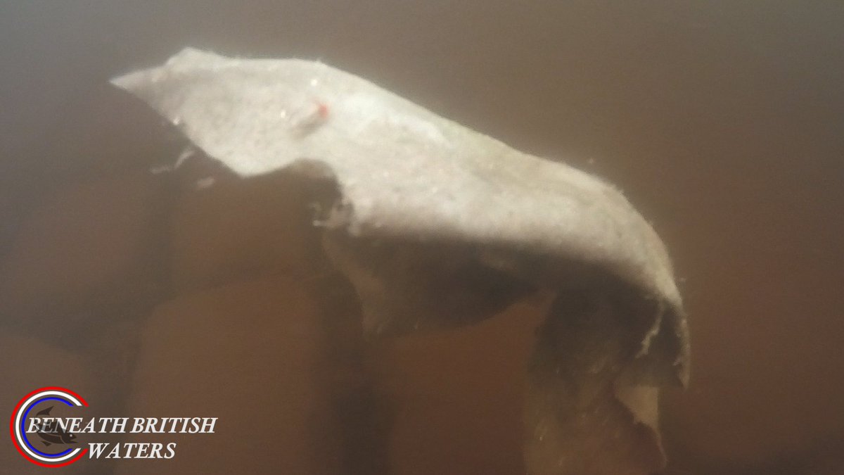 UnderwaterMedia's tweet image. The new film short coming soon.This is The Great Sanitary Migration: a journey both familiar and unsettling, where the ordinary becomes a spectacle of nature, and the fate of an ecosystem hangs in the balance.
1/2
#pollution #sewage #rivers