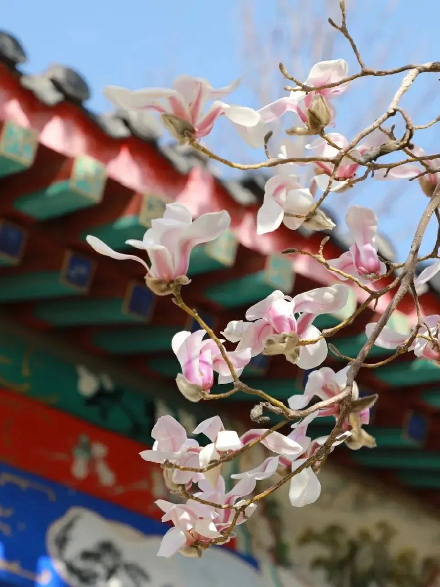 Shandong Official tweet media