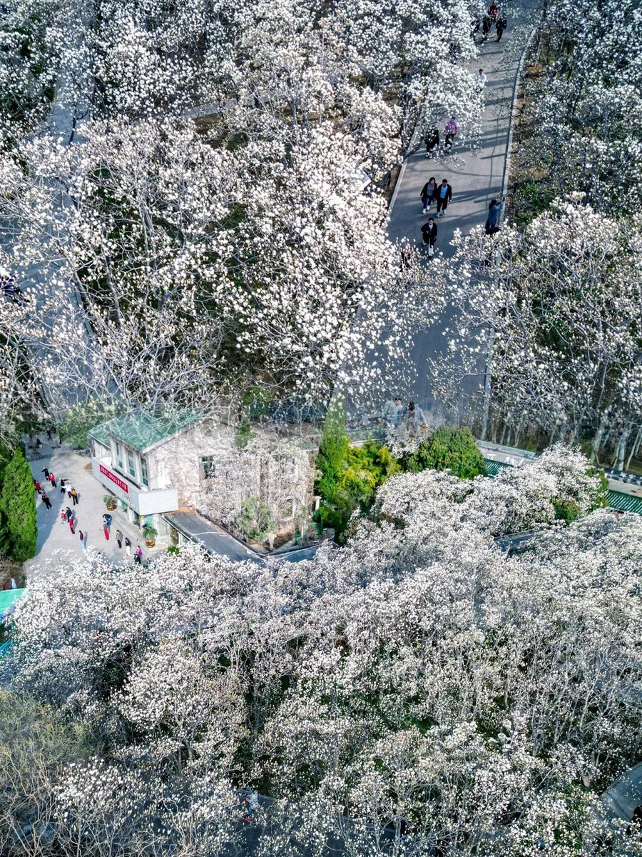 Shandong Official tweet media