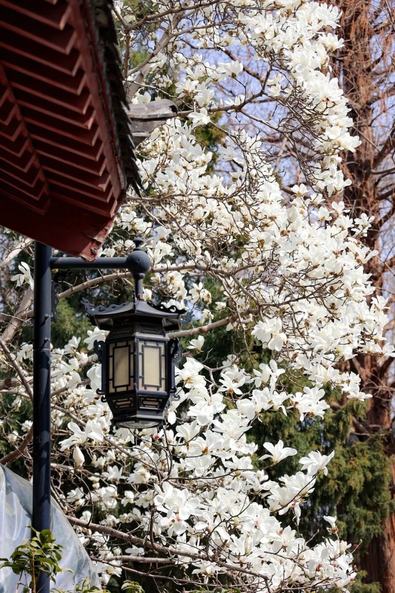 Shandong Official tweet media