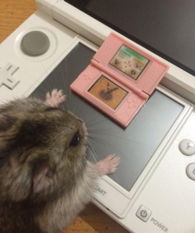 /ᐠ - ˕ -マ tweet media