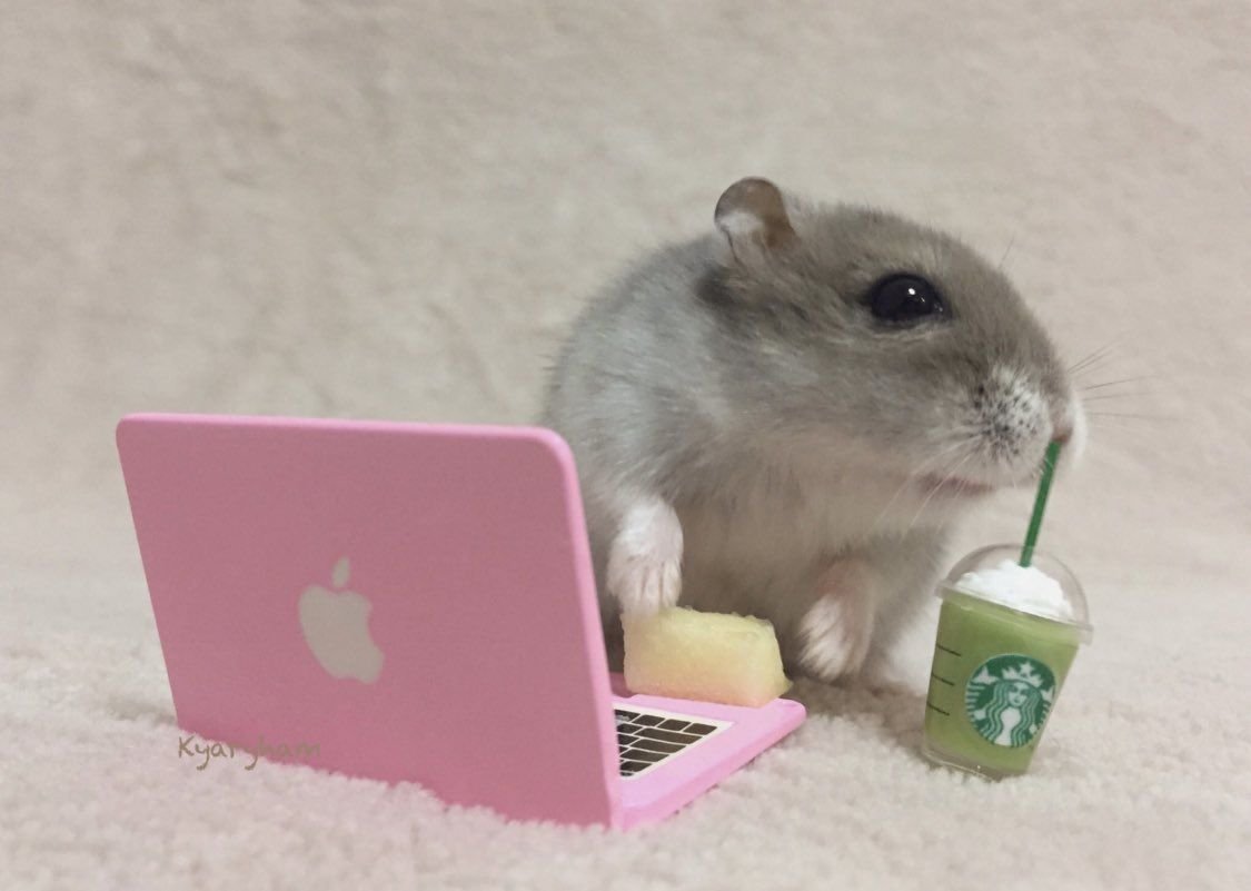 /ᐠ - ˕ -マ tweet media
