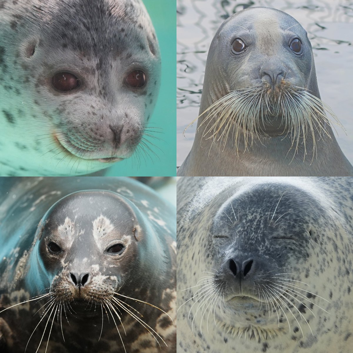 aquaberuga's tweet photo. ＃おたる水族館 の夏季営業明日から！ https://t.co/LyhY8K6MLg
