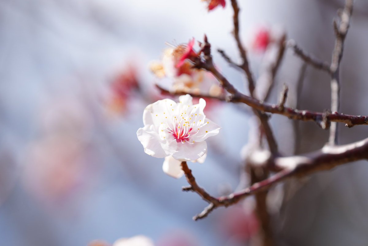 だんだん🍡 tweet media