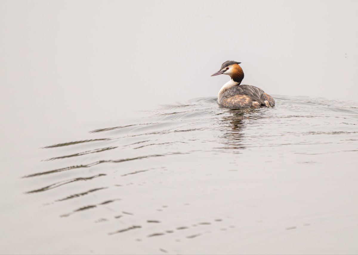 Brian Gallagher tweet media