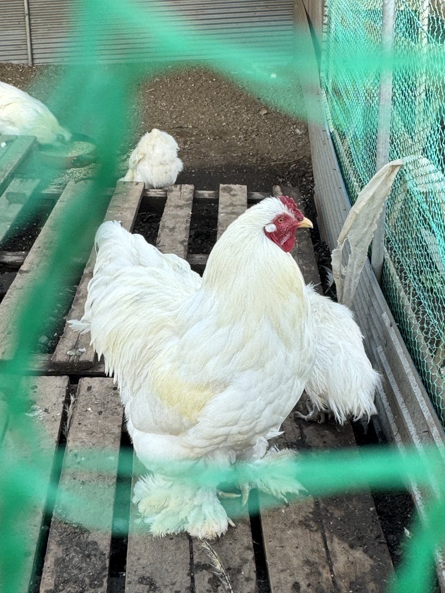 Yuki Nishimura tweet media