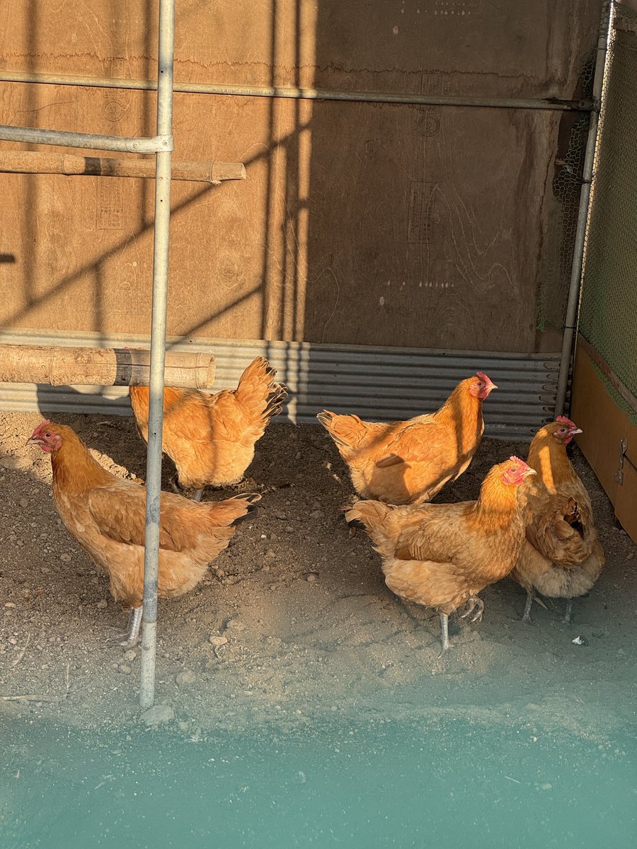 Yuki Nishimura tweet media