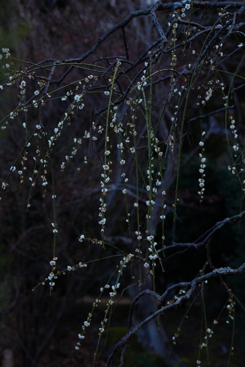 だんだん🍡 tweet media