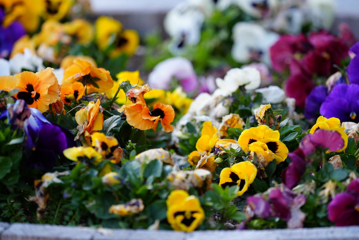 だんだん🍡 tweet media