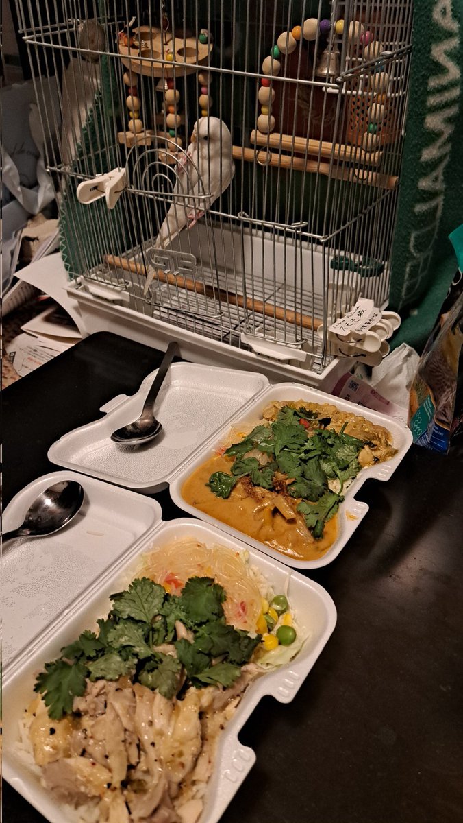 Roses_Baumkuche's tweet photo. レンコンのカレーとガオマンタイだピヨ🍛
パクチーがいっぱいのってるピヨ🌱
スモモも食べたいピヨ🎶
ここから出ちてピヨ‼️
スモモちゃんは食べちゃダメだからおうちでガマンしてね
#スモモちゃん襲来
撮影:2026/3/13のスモモちゃん
#MTSMILE
#インコ
#セキセイインコ
#アルビノ
#インコちゃん https://t.co/g8uebZFuBR