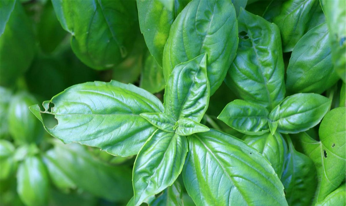 tanahasi0403's tweet image. Taste Test: Fresh vs. Dried Basil   Fresh basil = bright, herbaceous zing (perfect for pesto/pizza!). Dried basil = earthy, concentrated warmth (great for soups/stews). Pro tip: Use 3x more fresh to match dried intensity!  #CookingHacks #HerbGuide