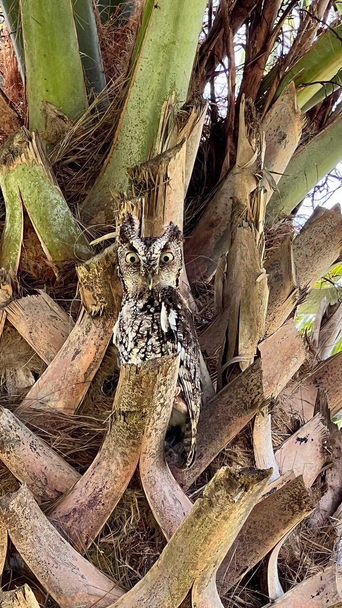 Native Bird Boxes tweet media