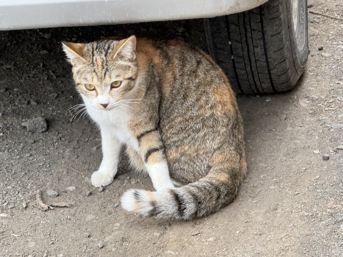 patapata tweet media