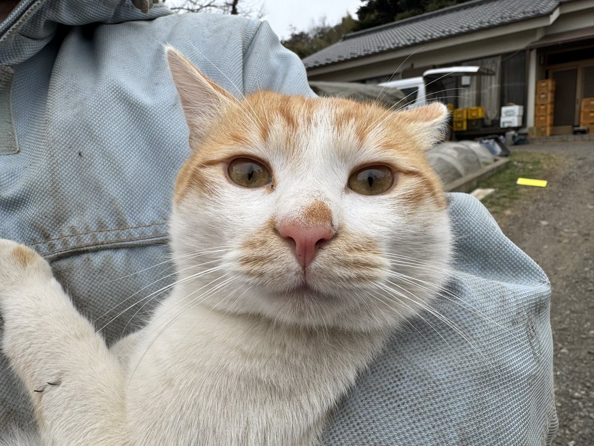 patapata tweet media